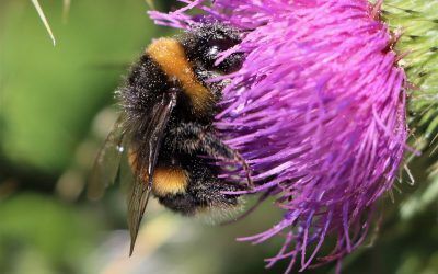 A Great Time To Be A Citizen Scientist