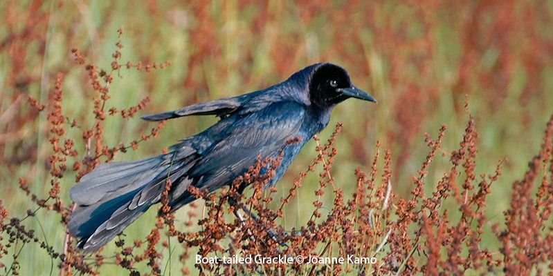 Boat-tailed Grackle