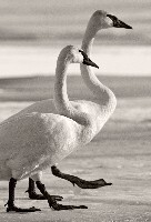 #1 Follow that Swan - Trumpeter Watch