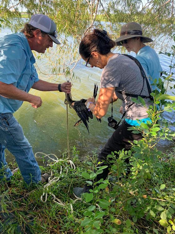 Anhinga Rescue at Fiorenza Park Bird Survey