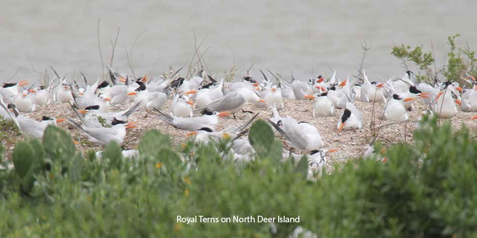 Royal Terns on North Deer Island