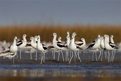 American Avocets by Greg Lavaty