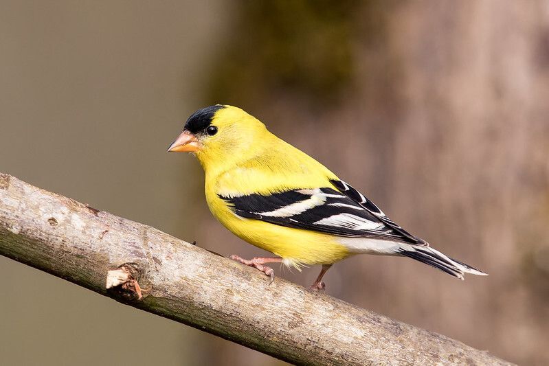 American Goldfinch