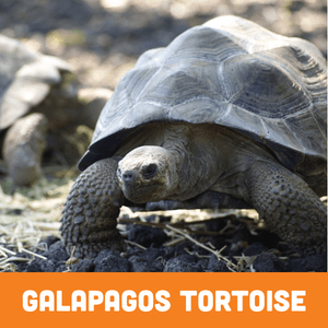 Galapagos Tortoise