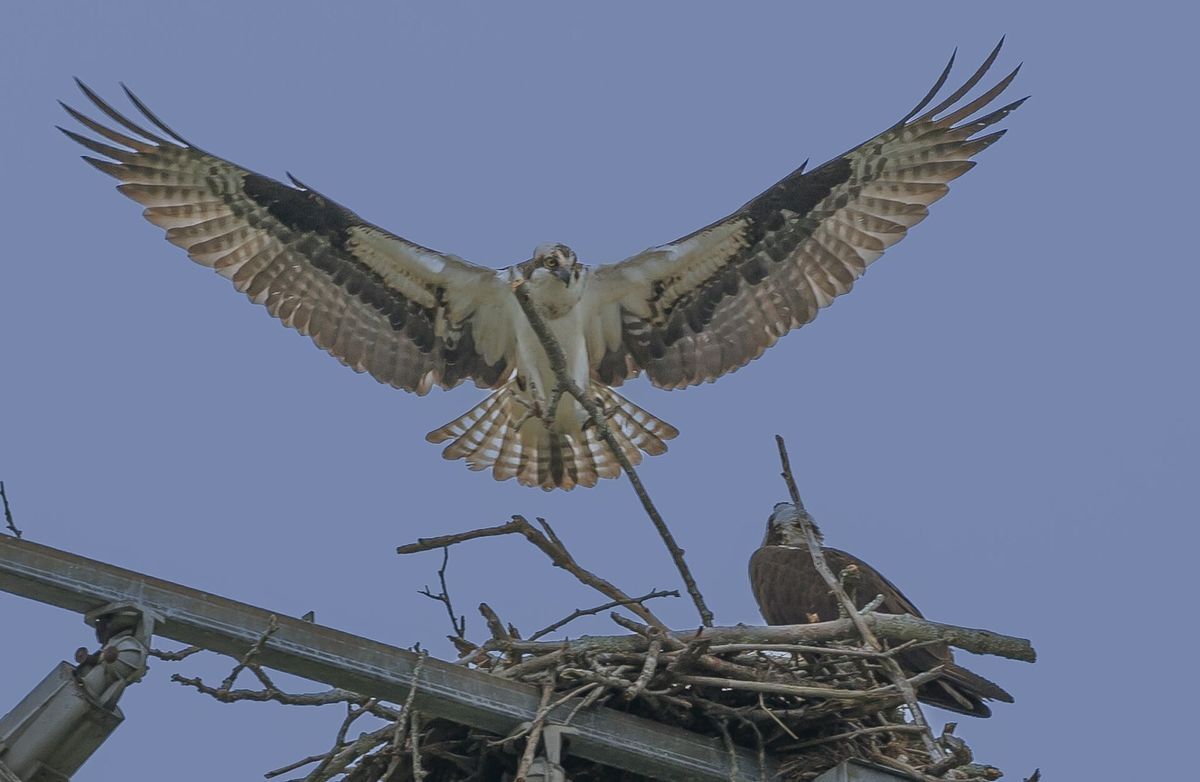 Osprey landing in nest with another osprey sitting on side of nest