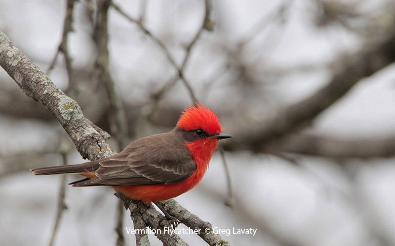 Vermilion Flycatcher