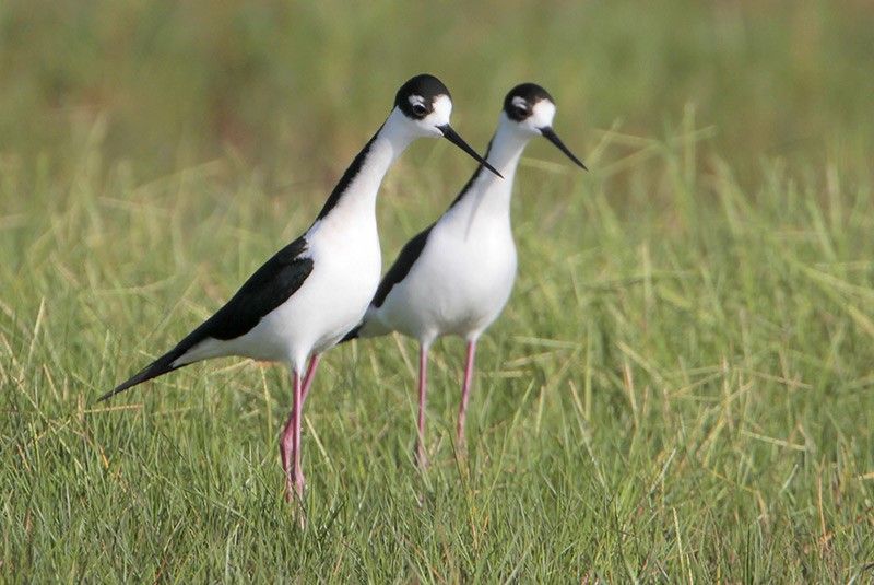 Black-necked Stilts