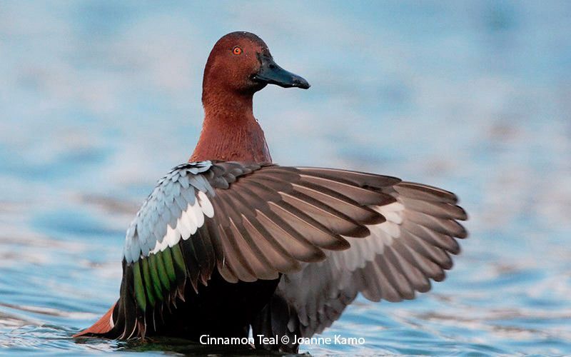 Cinnamon Teal