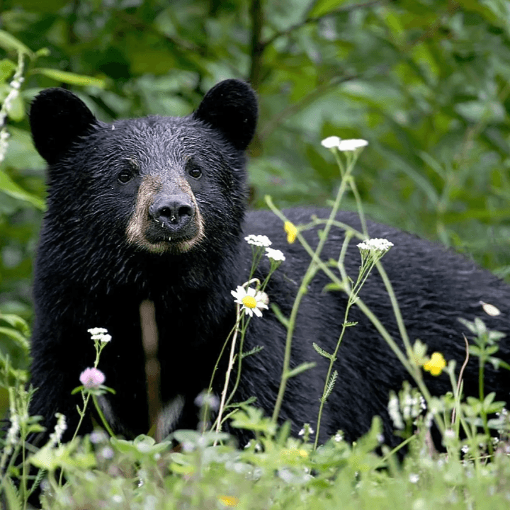 March 25, 2026, Florida Black Bear