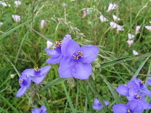 Spiderwort