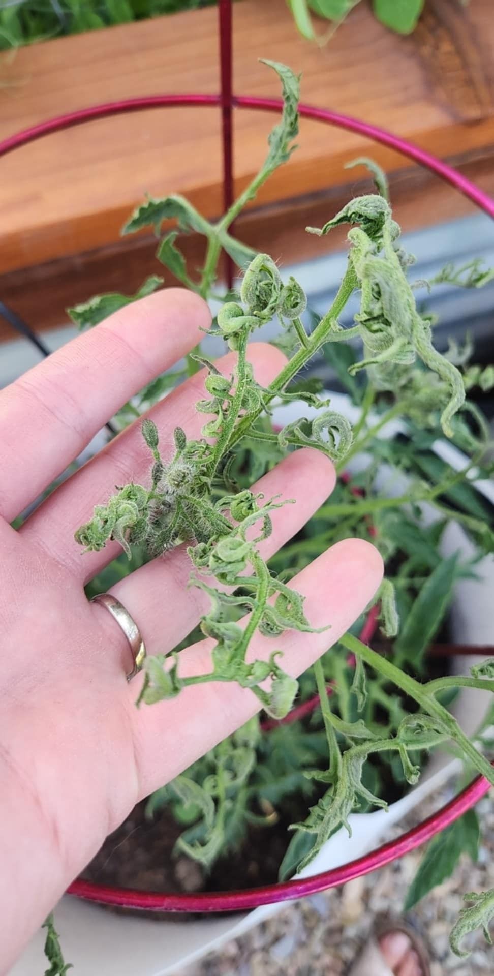 tomato with herbicide symptoms