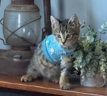 Timber - ADOPTION PENDING