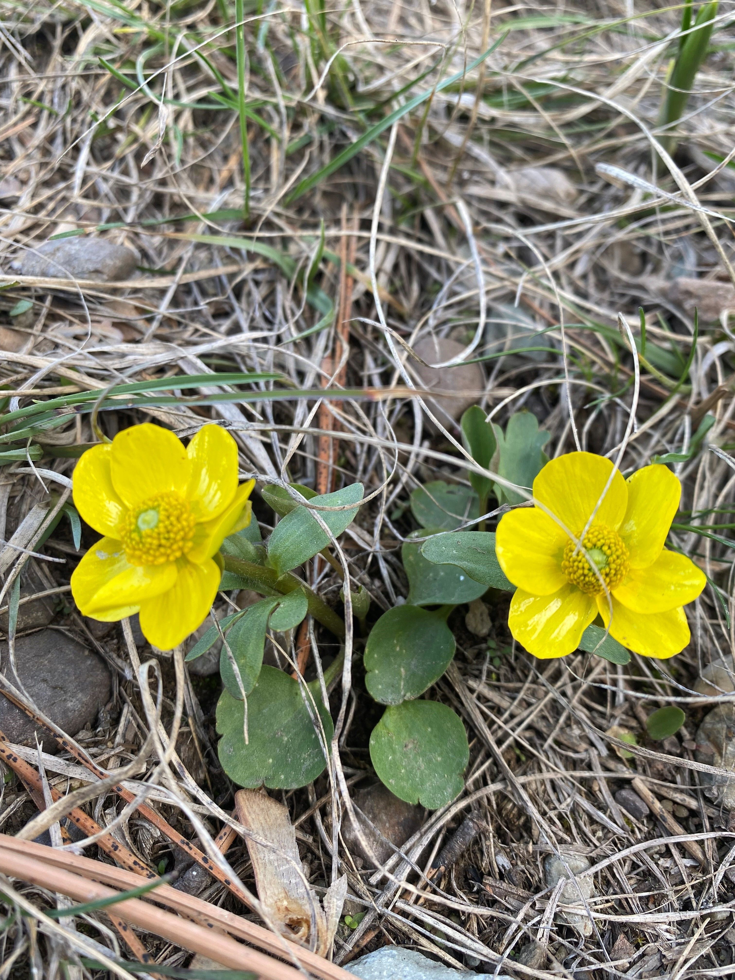 Healthy Acres Newsletter Spring 2026