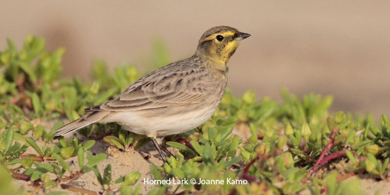 Horned Lark