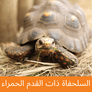 Red-Footed Tortoise
