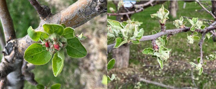 Fruit tree buds.