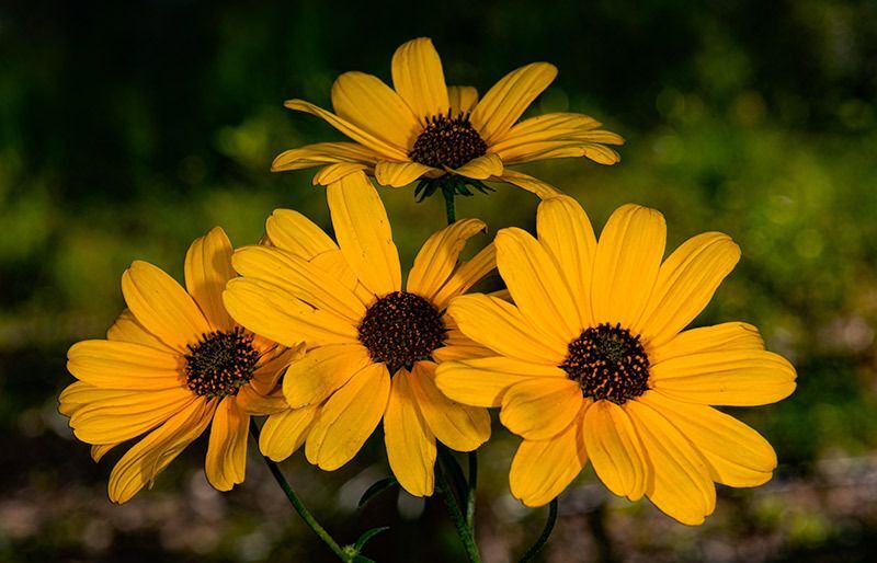 Swmp Sunflower