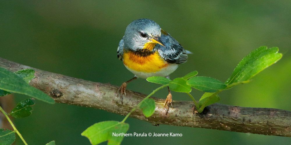 Northern Parula