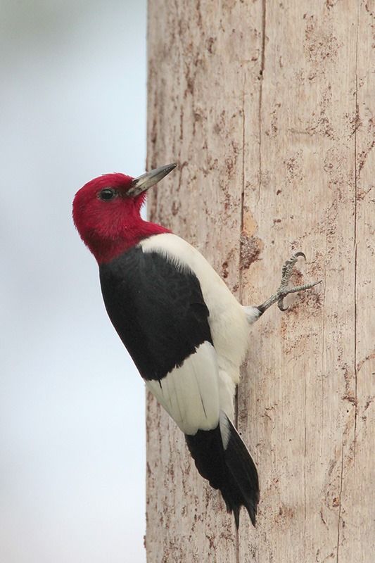 Red-headed Woodpecker (adult plumage)