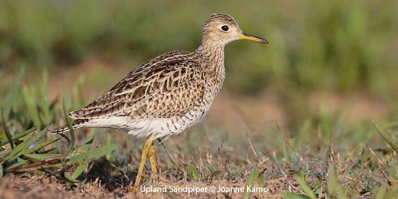 Upland Sandpiper