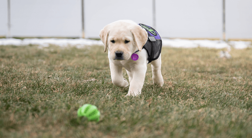 Puppy in training playing with a ball in the grass