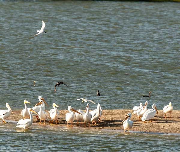 Birds Aplenty at November Fiorenza Bird Survey