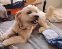Buddy