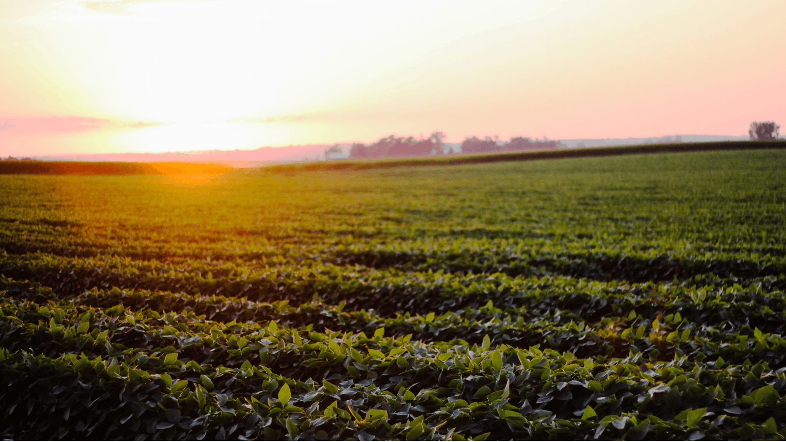 shining sunset over a field of crops in Iowa
