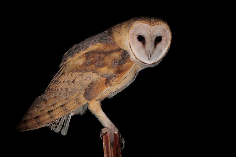 Barn Owl