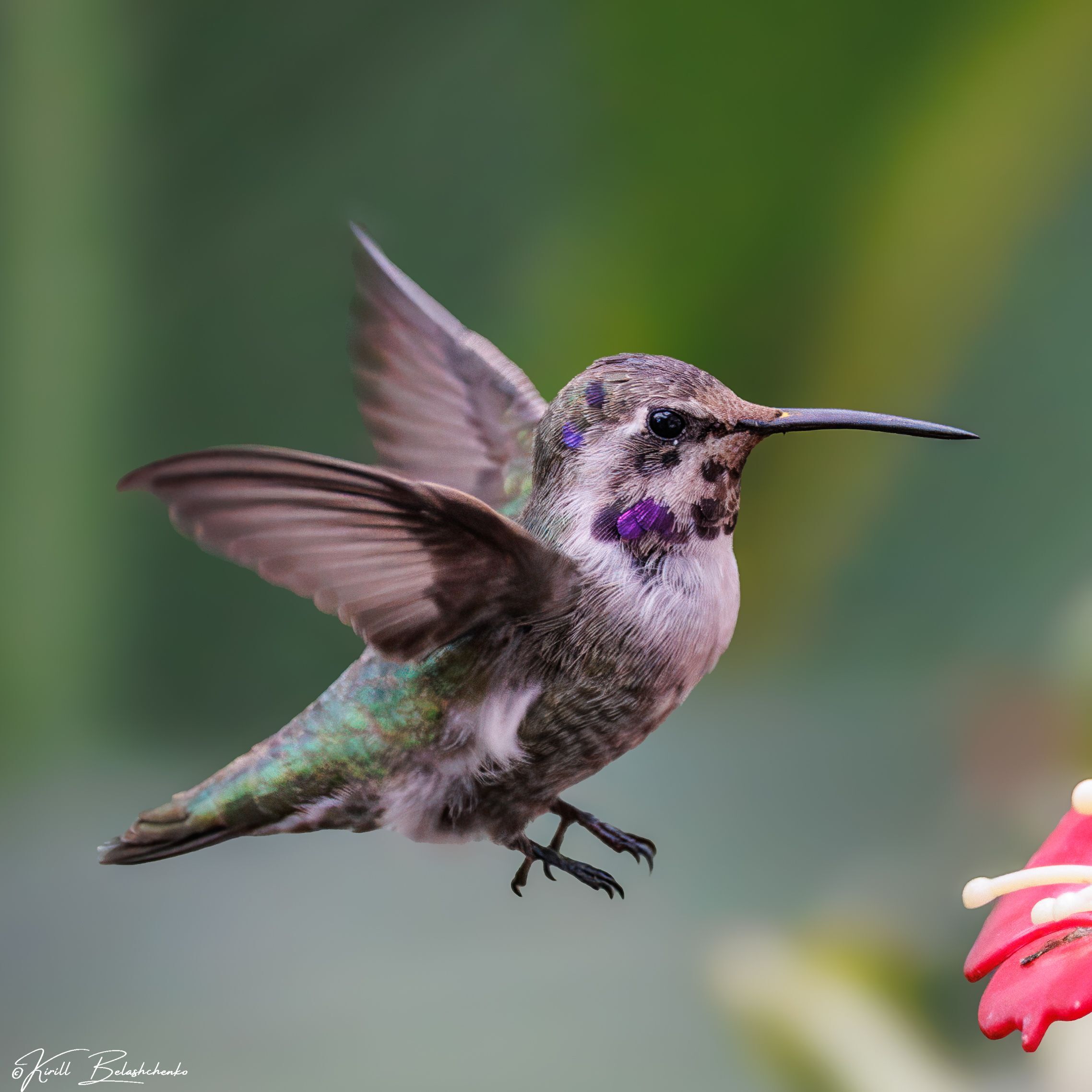 Blue Winged Teal Wildlife Rehabilitation Nebraska Wildlife Rehab
