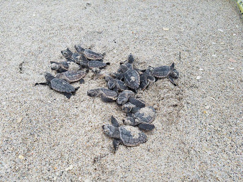 Sea turtle babies emerging from a nest in the sand