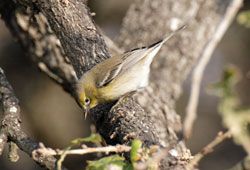 Pine Warbler (female)