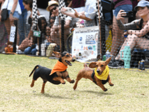 Wiener Dog Derby