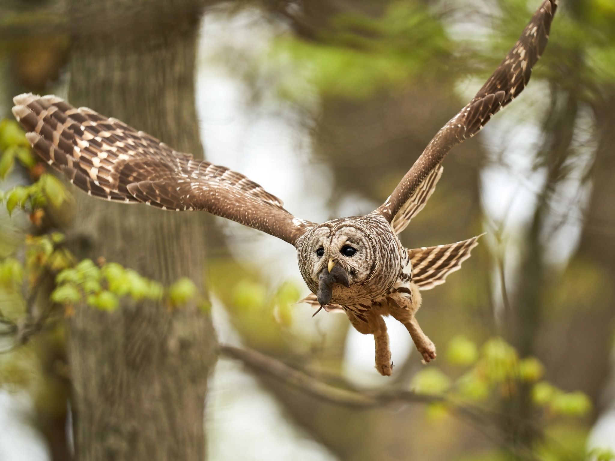 Barred Owl by Jenny Zhao courtesy of Mass Audubon SGARs