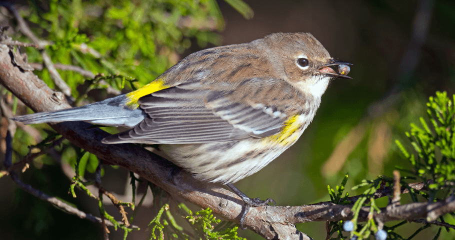 From Insects to Berries – Yellow-rumped Warblers Adapt for Winter