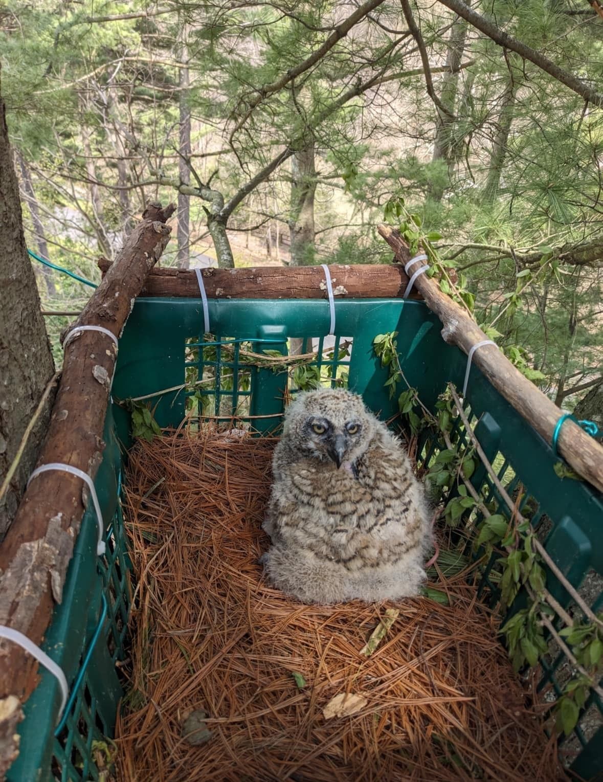 Baby great horned owl sits in a laundry basket nest up in a tree filled with heather and surrounded by log perches. Owl Moon Raptor Center.