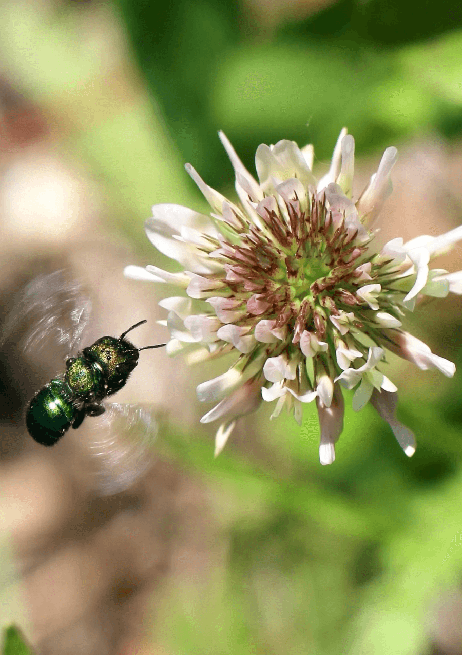 Backyard Conservation