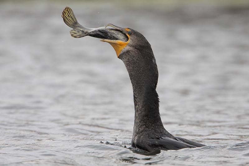 Double-crested Cormorant