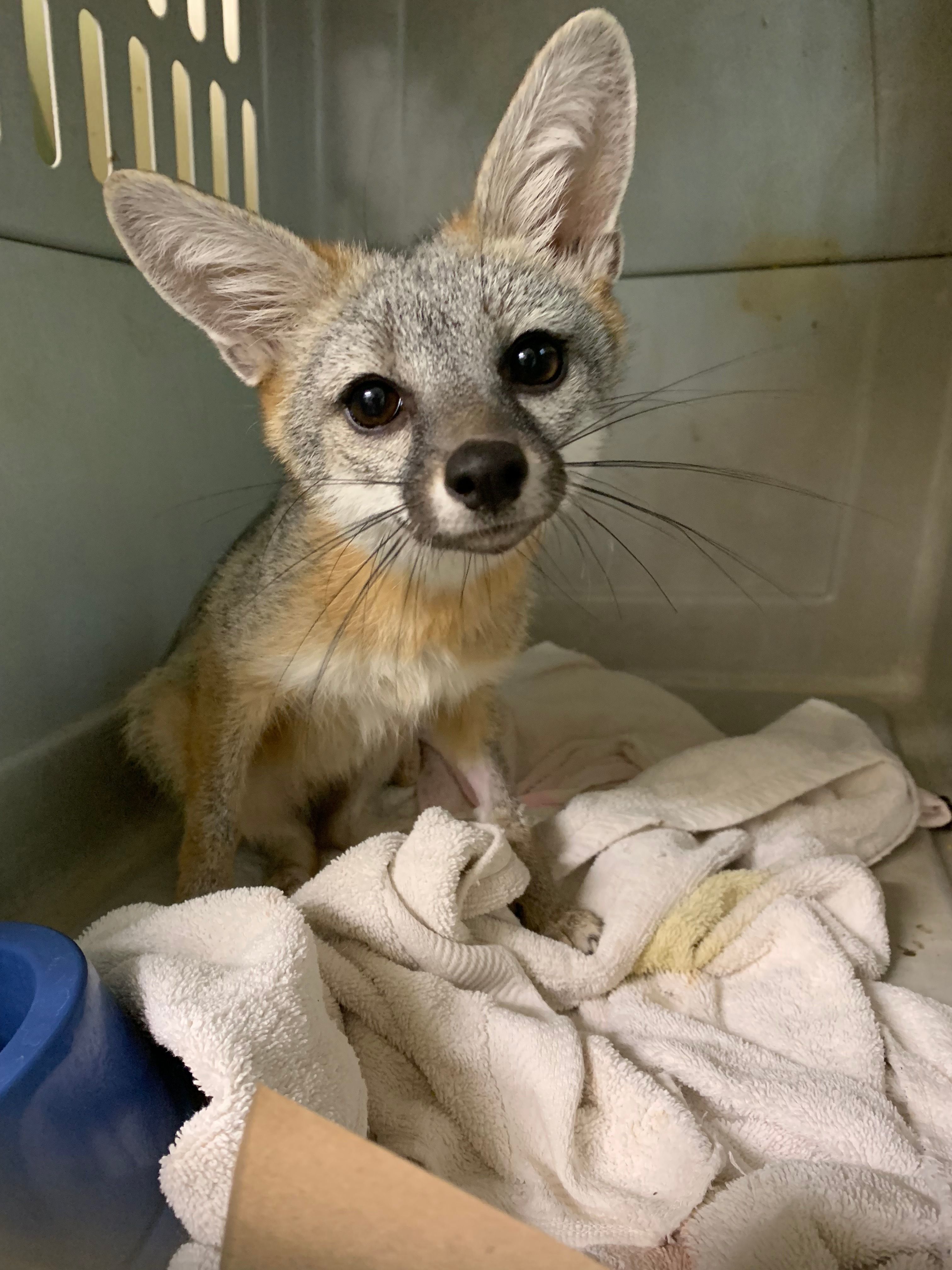 A gray fox looks curiously but cautiously at the camera, snuggled in towels in his clinic enclosure.