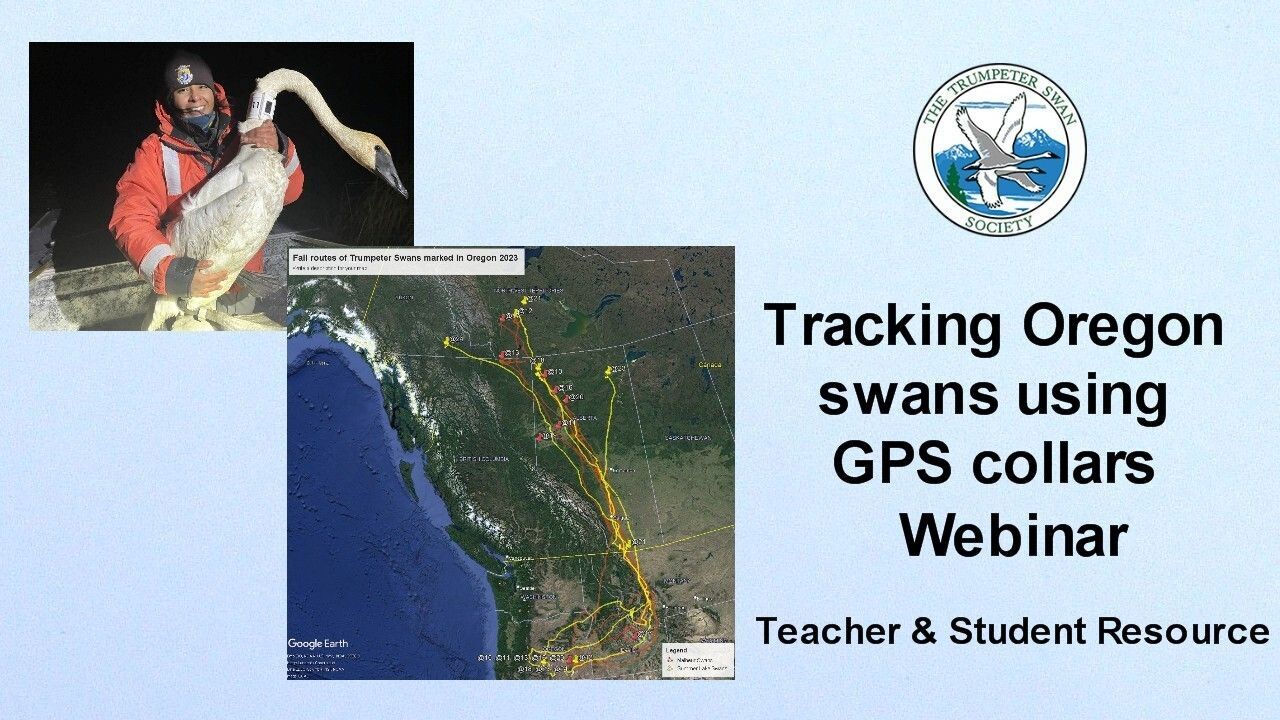 Webinar: Tracking Oregon swans and how to use Google Earth for tracking