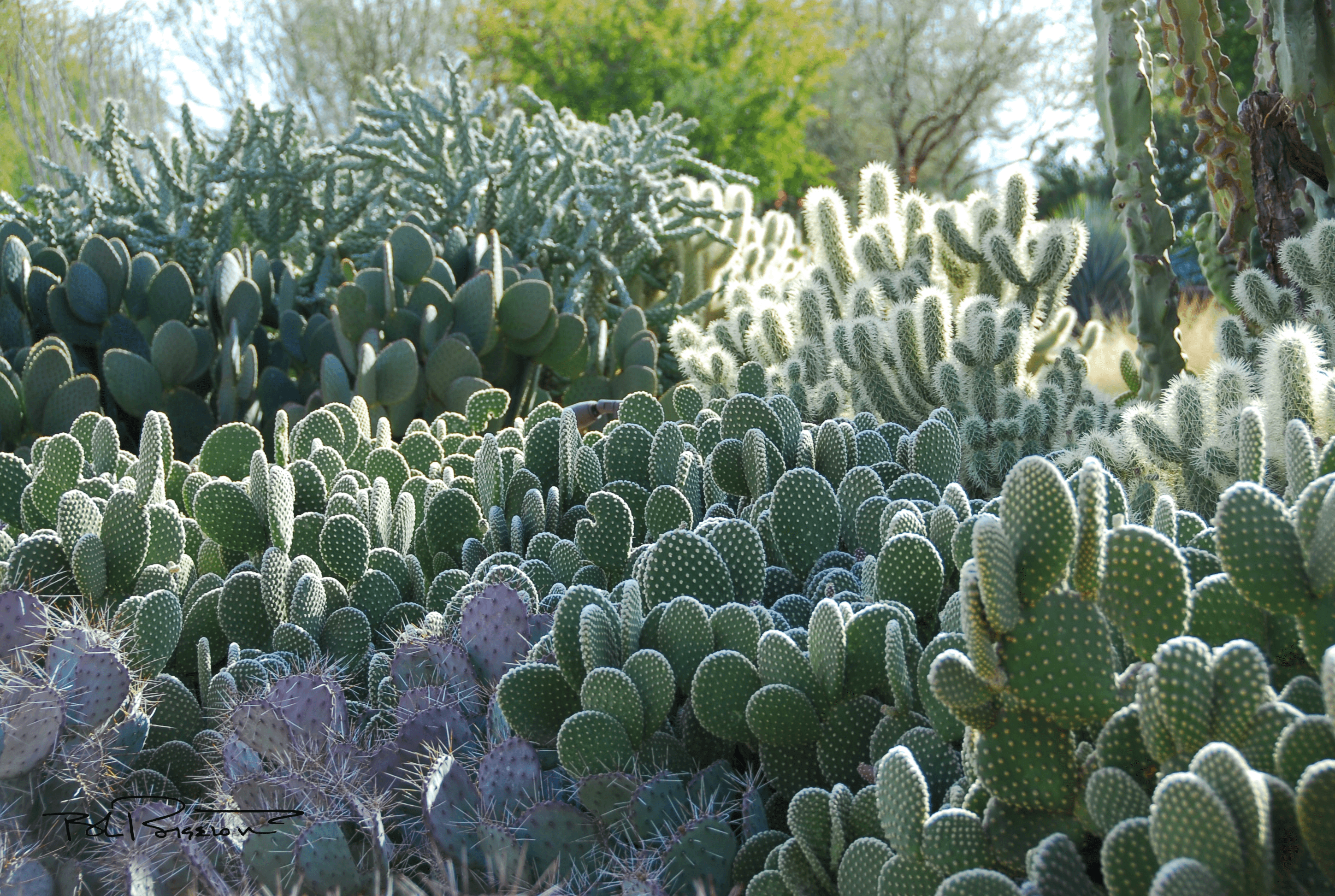 Cactus Forest