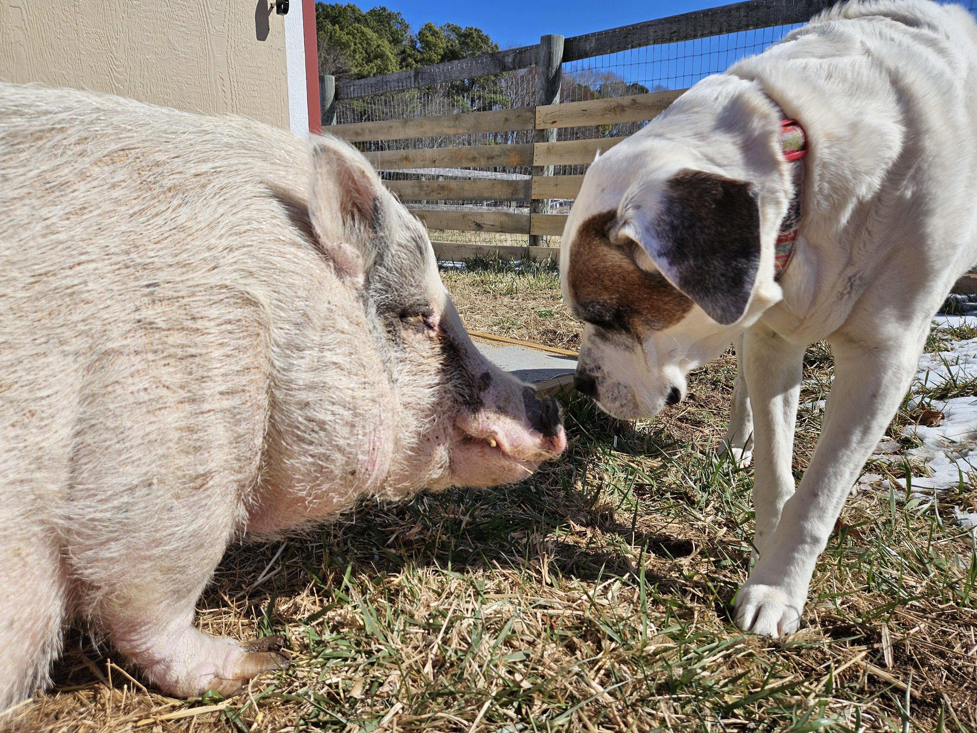Saying Hi to Sweet Maggie