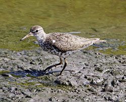 Spotted Sandpiper (breeding plumage)