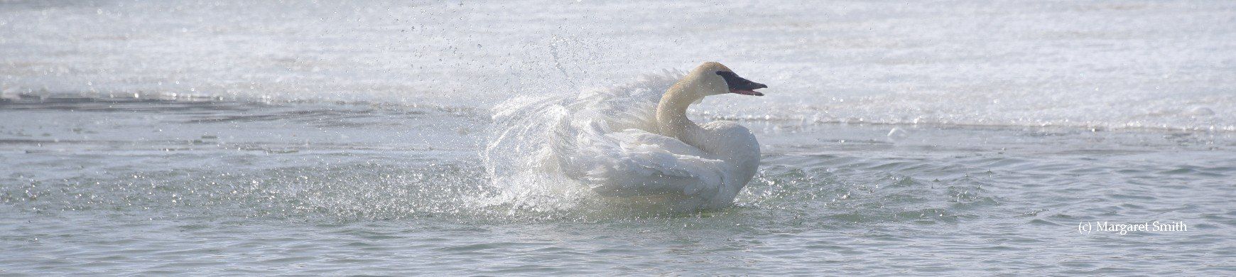 You can find links to swan information for all of North America and even International links at The Trumpeter Swan Society website