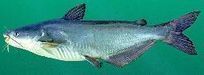 Blue Catfish