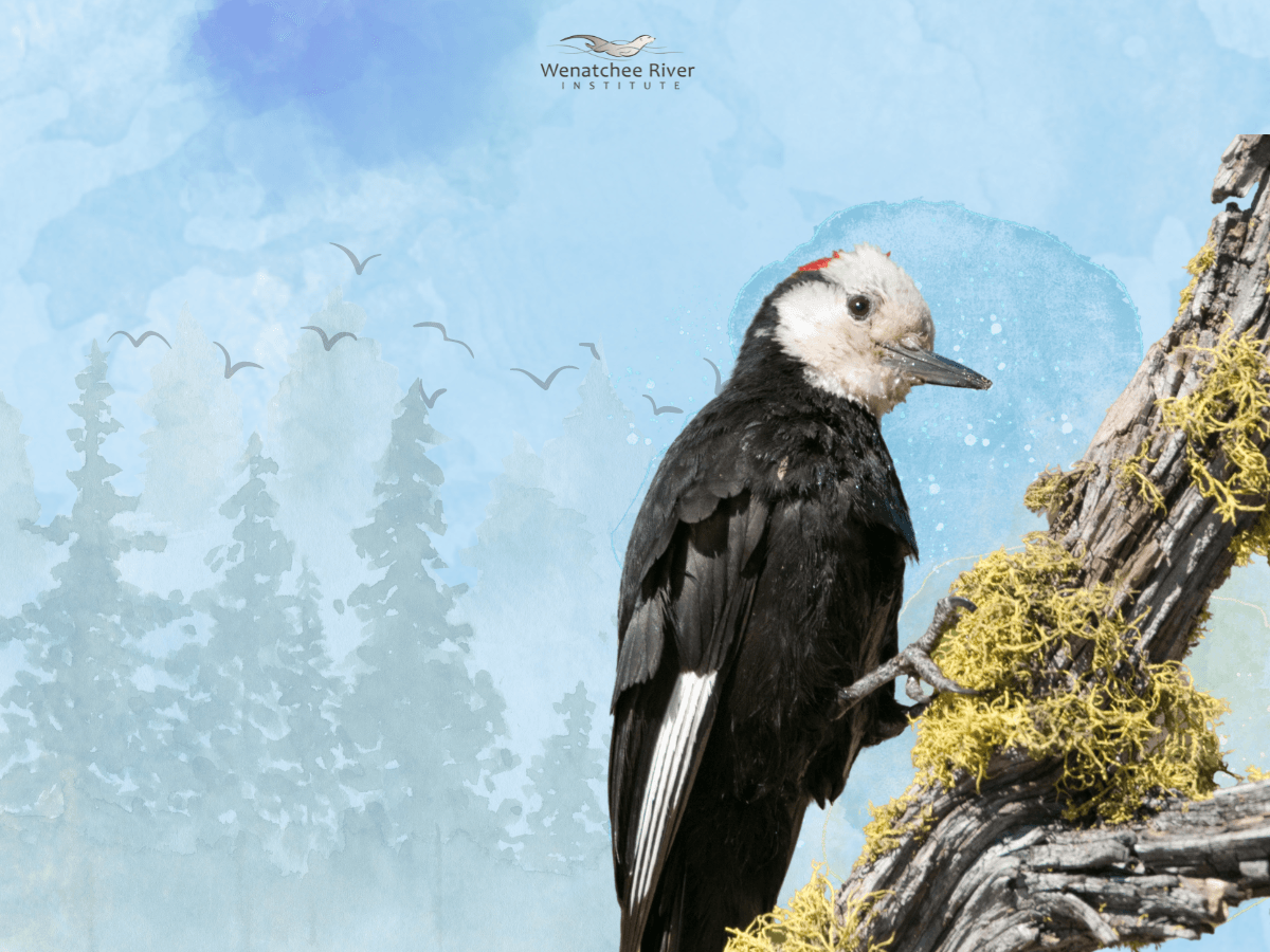 A drawing of a white-headed woodpecker with trees and sky in the background