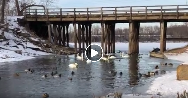 Do Trumpeter Swans eat fish? A minute video