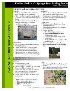Leafy spurge stem boring beetle info sheet