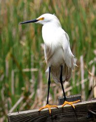 Snowy Egret (nonbreeding plumage)