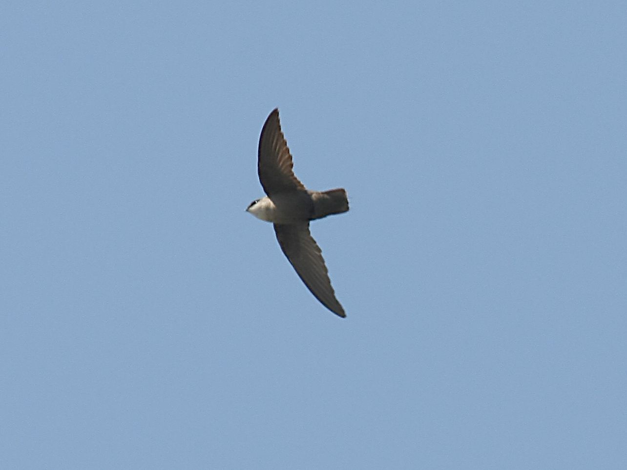 A Chimney Swift with wings spread in flight against a blue sky